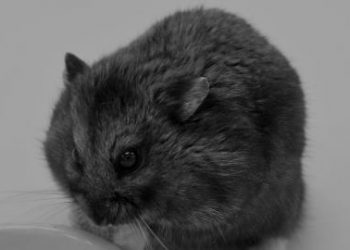The Crypto-Trading Hamster, Mr Goxx, Dies