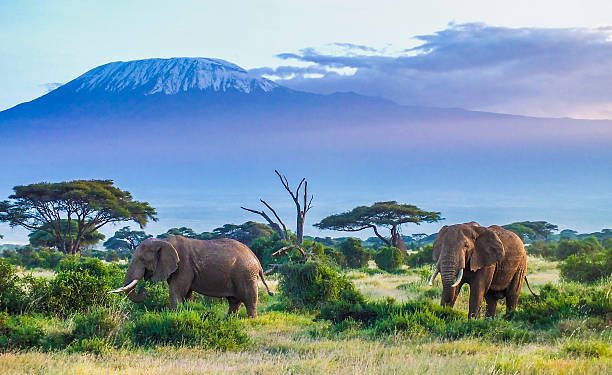 Tanzania Allegedly Planning To Launch CBDC