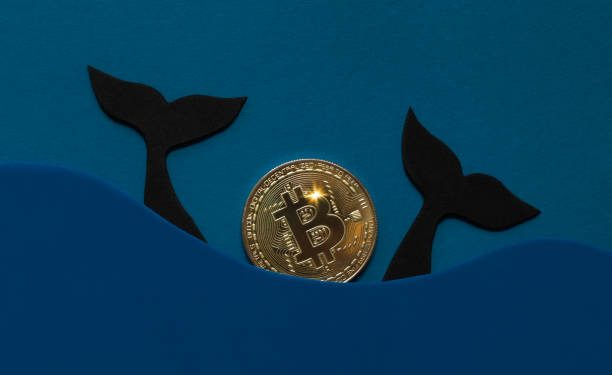 Third-Biggest Whale Celebrated Bitcoin’s Birthday With 456 BTC Buy