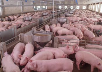 Pork Industry Appeals Campaign Against California Law To U.S. Supreme Court
