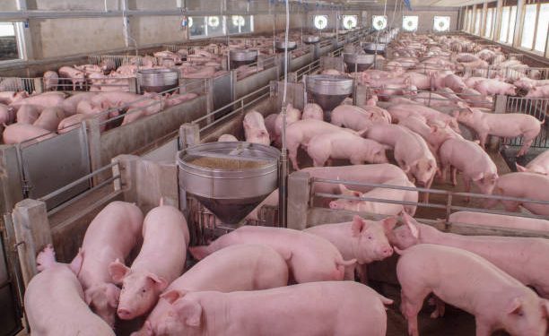 Pork Industry Appeals Campaign Against California Law To U.S. Supreme Court