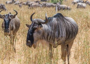 Bitcoin Mining Project In Kenya Powers Rural Community